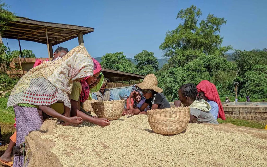 Ethiopian Coffees - a Second State staple
