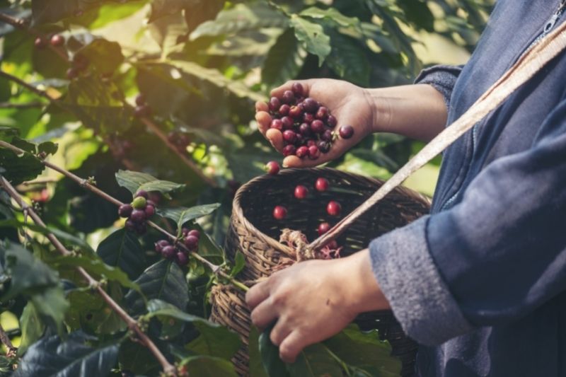 The Future of Coffee!