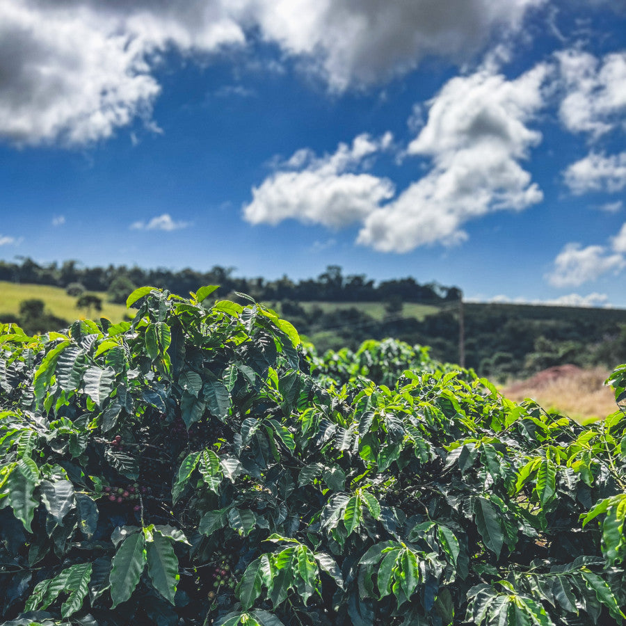 Coffee plants with a blue sky and clouds in the background