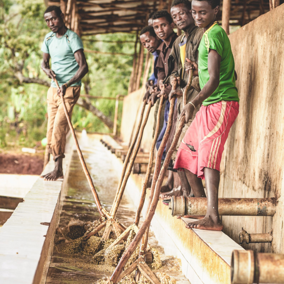 ethiopia specialty coffee chelbesa washing station