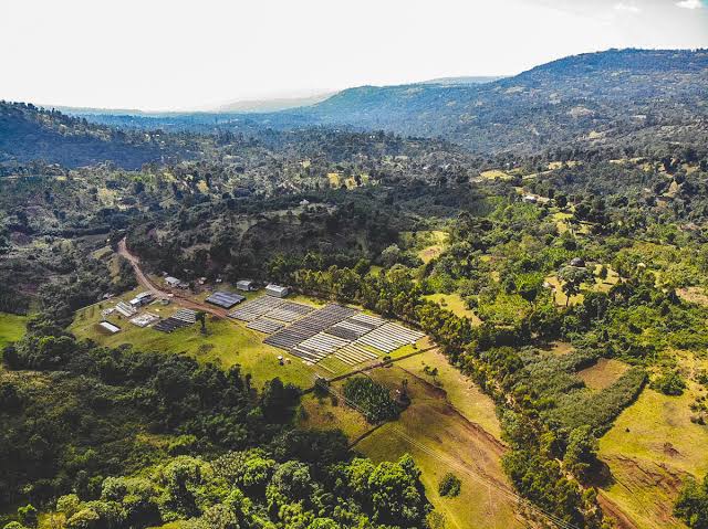 Aerial view of a large coffee lot or with rectangular raised coffee drying beds and small buildings on a green hillside, surrounded by dense forested hills and rolling terrain under a bright sky.