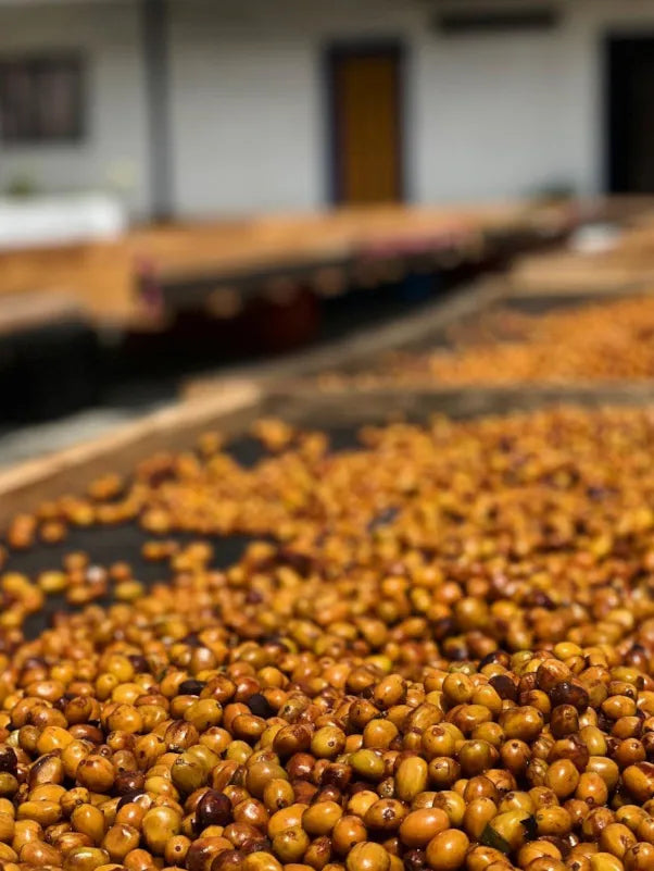 Myth busting: Fermentation and Flavor