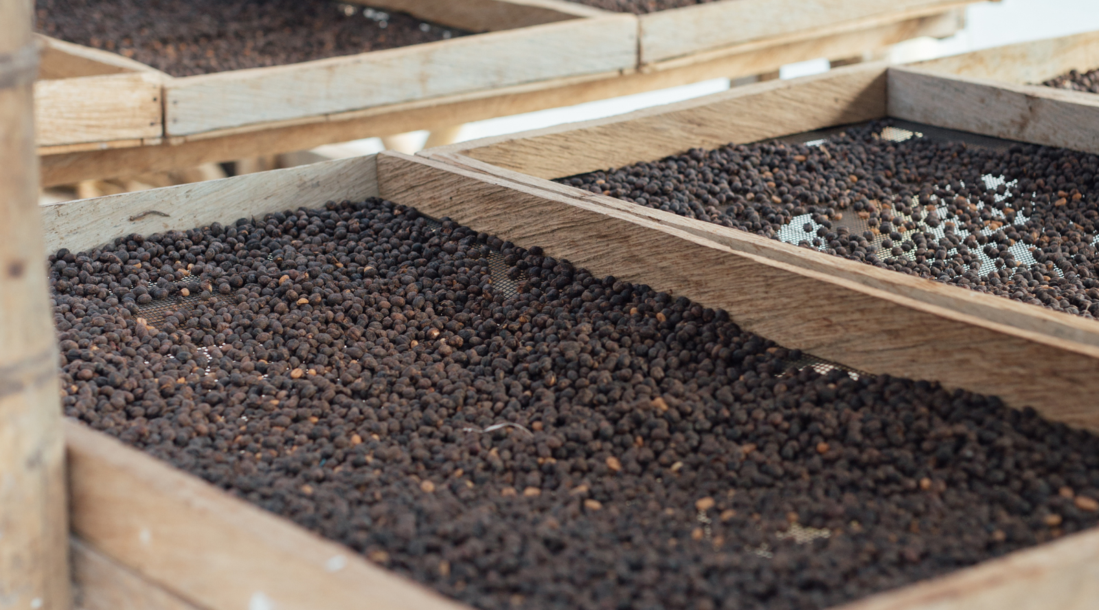 How Process Impacts Brew