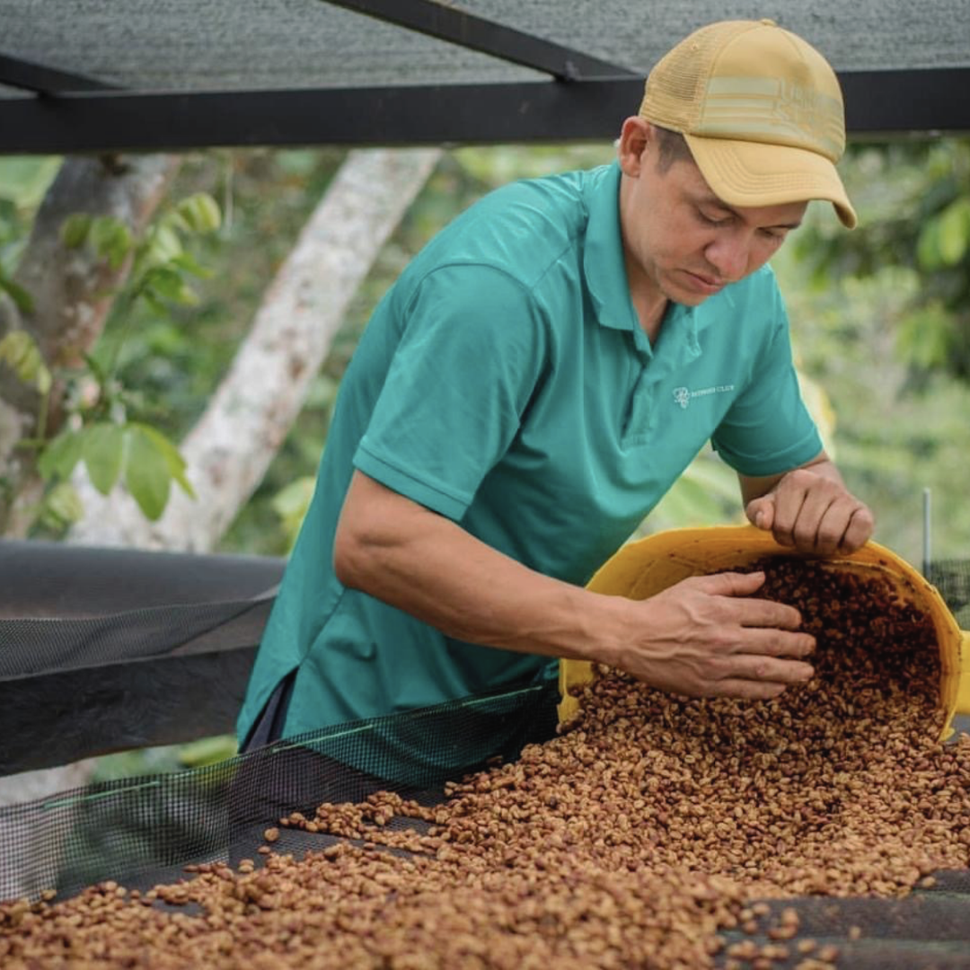 Colombia Natural Guamo Microlot | Reforest Project