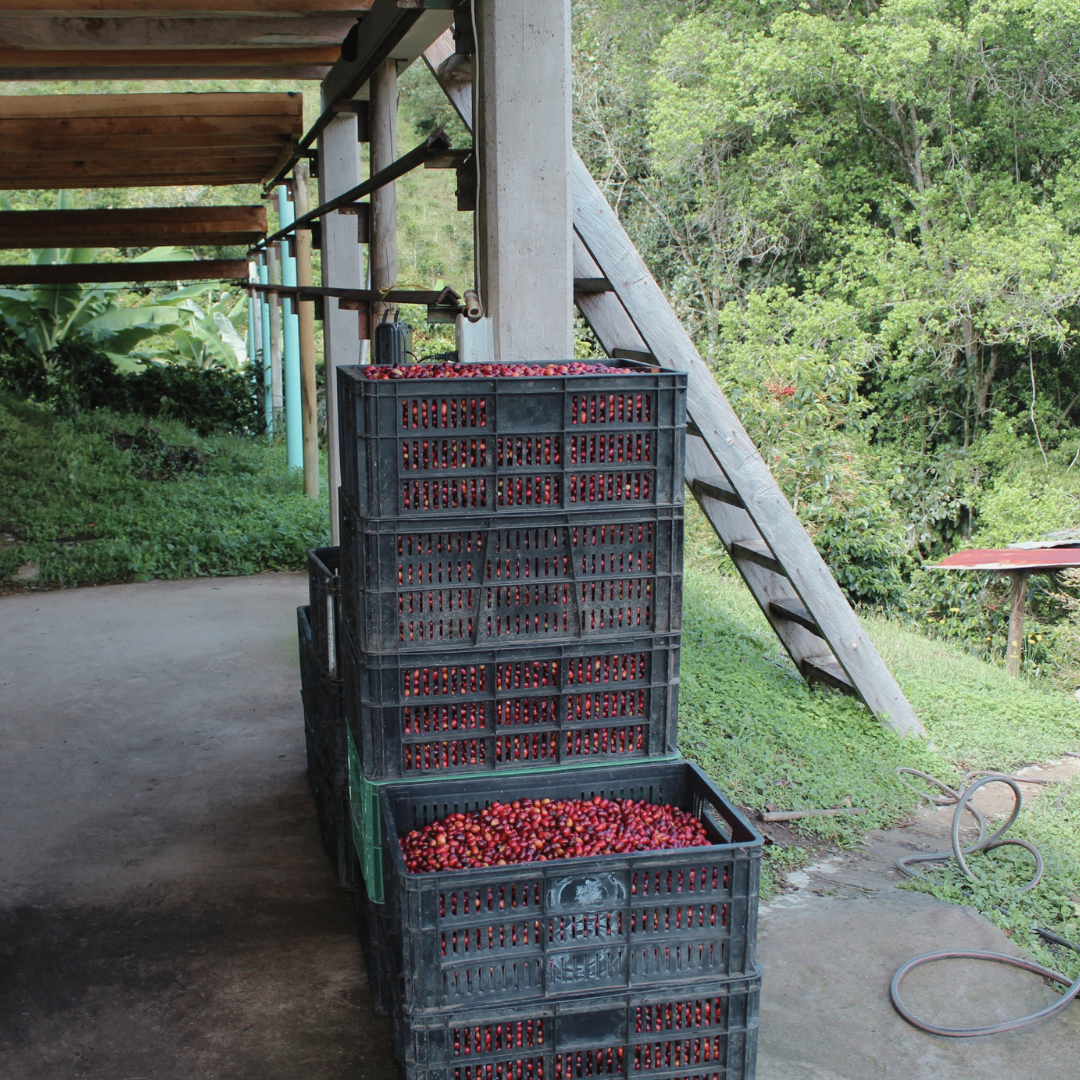 Colombia Natural Guamo Microlot | Reforest Project