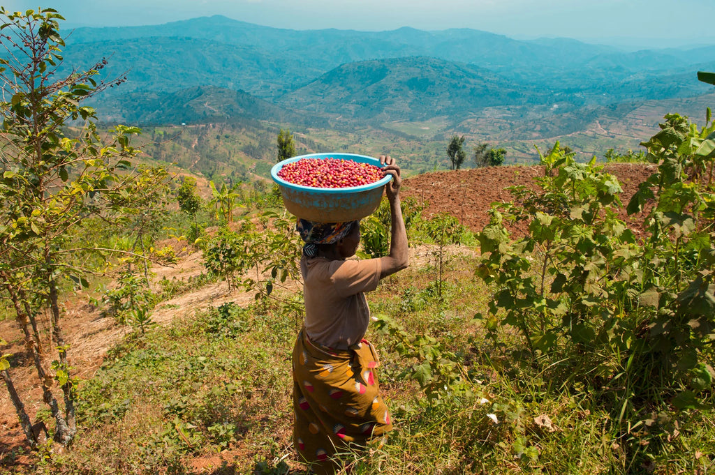 Rwanda Shangi Hills - Washed