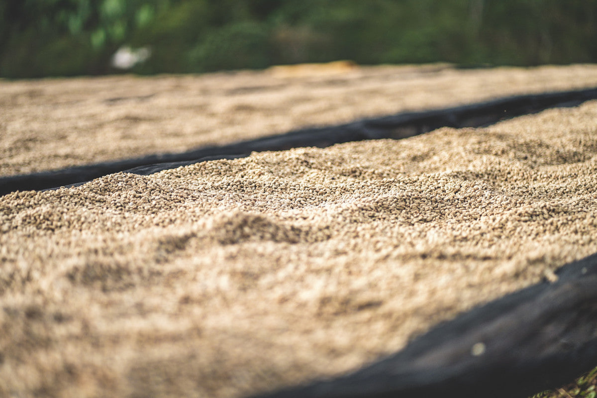 Ethiopia Chelbesa Washed