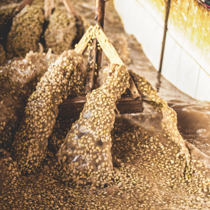 close up of coffee seeds being stirred in a washed process in Ethiopia