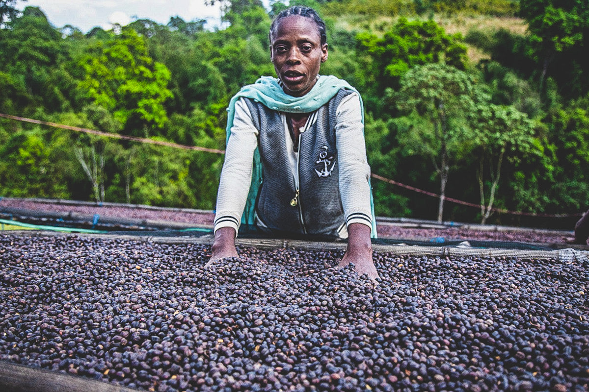 Ethiopia Hamasho Natural