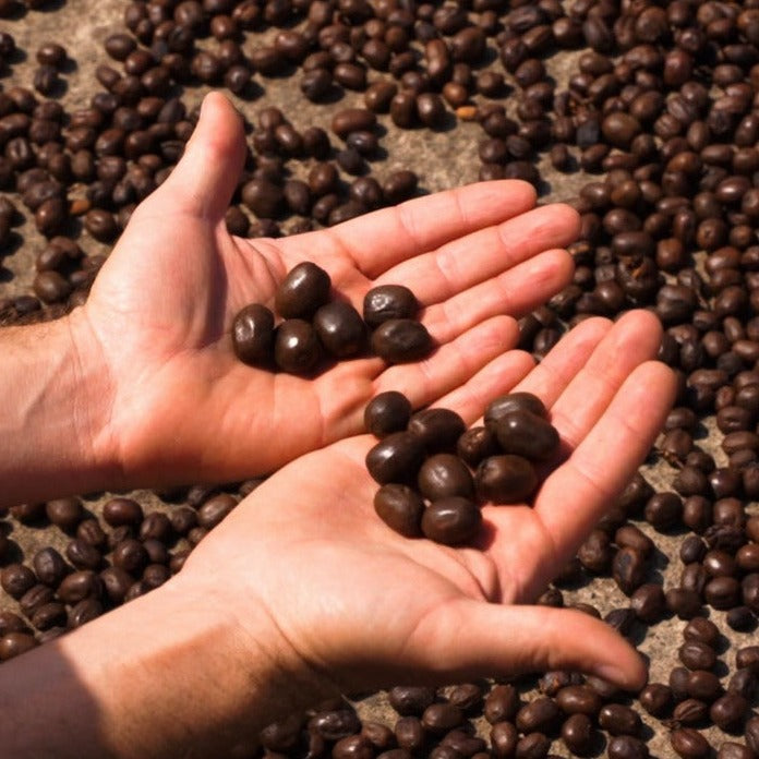 Caffeinated Classroom - Barista Skills