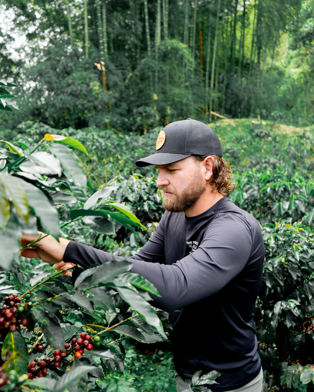 Sebastian Ramirez coffee producer showing coffee cherries on farm