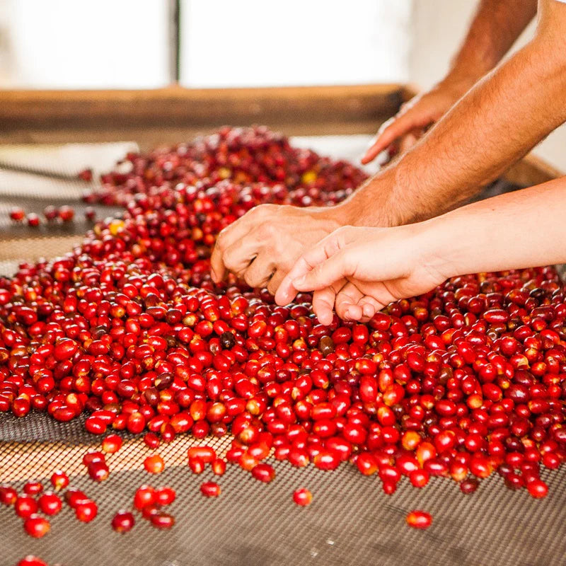Hand selecting red coffee cherries on raised drying bed