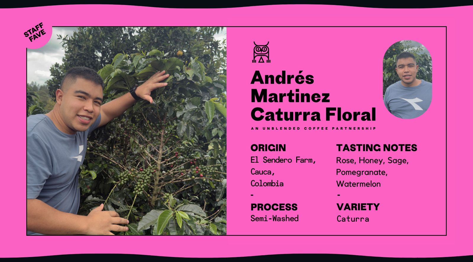 Person interacting with a coffee plant on a pink background with specialty coffee information text featuring Second State Coffee and El Sendero Caturra Floral by Andres Martinez