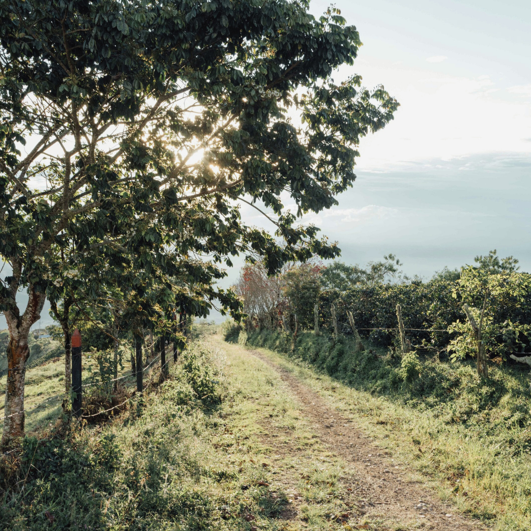 Colombia Sidra Pre-Release