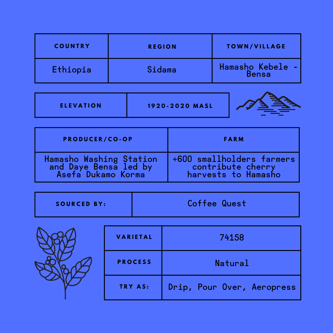 Second State Coffee | Ethiopia Hamasho Natural | Whole Bean Specialty