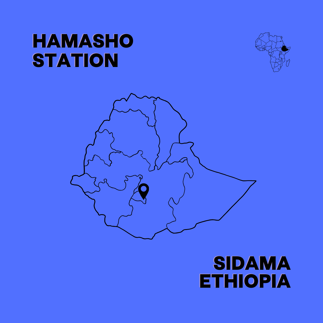 Ethiopia Hamasho Natural