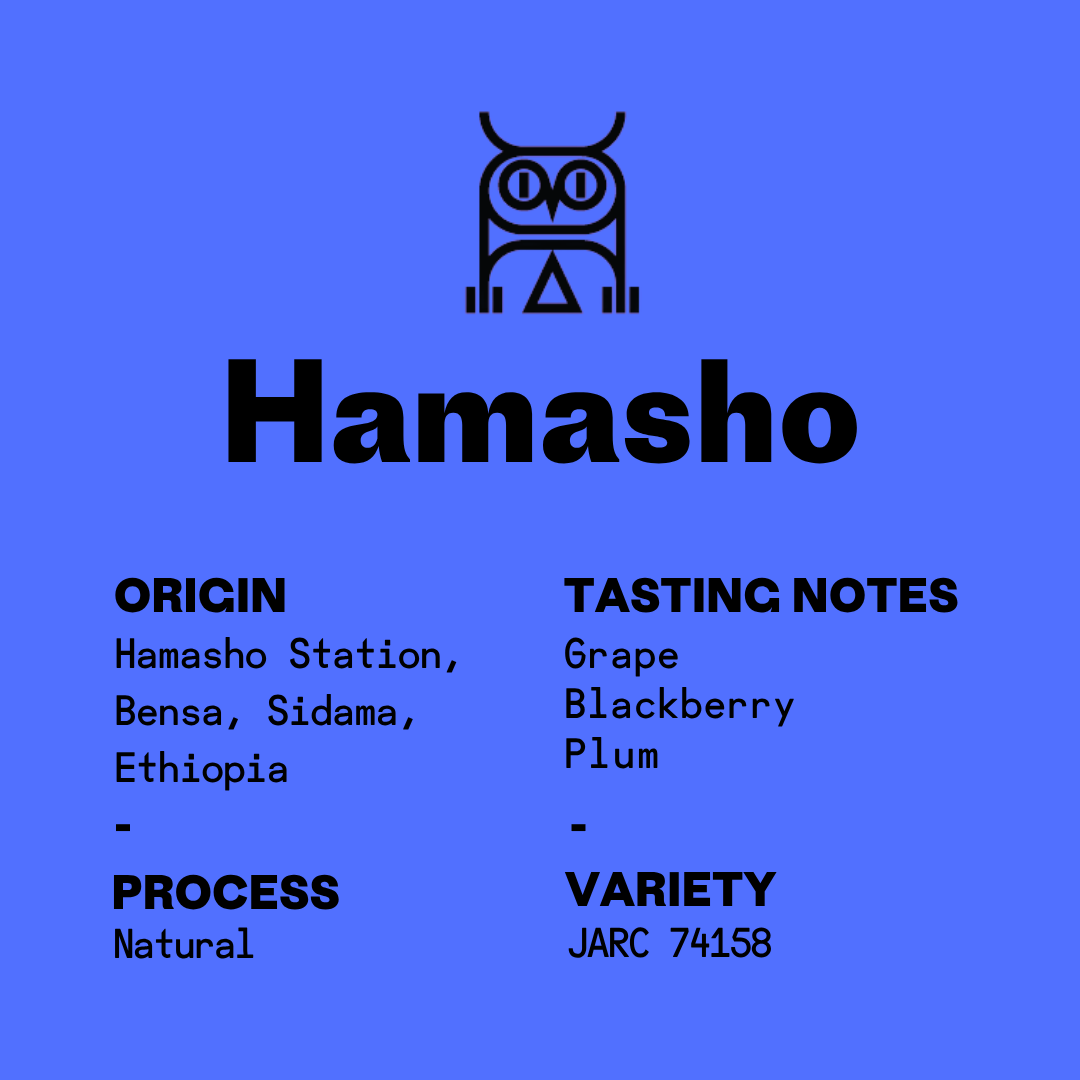 Ethiopia Hamasho Natural