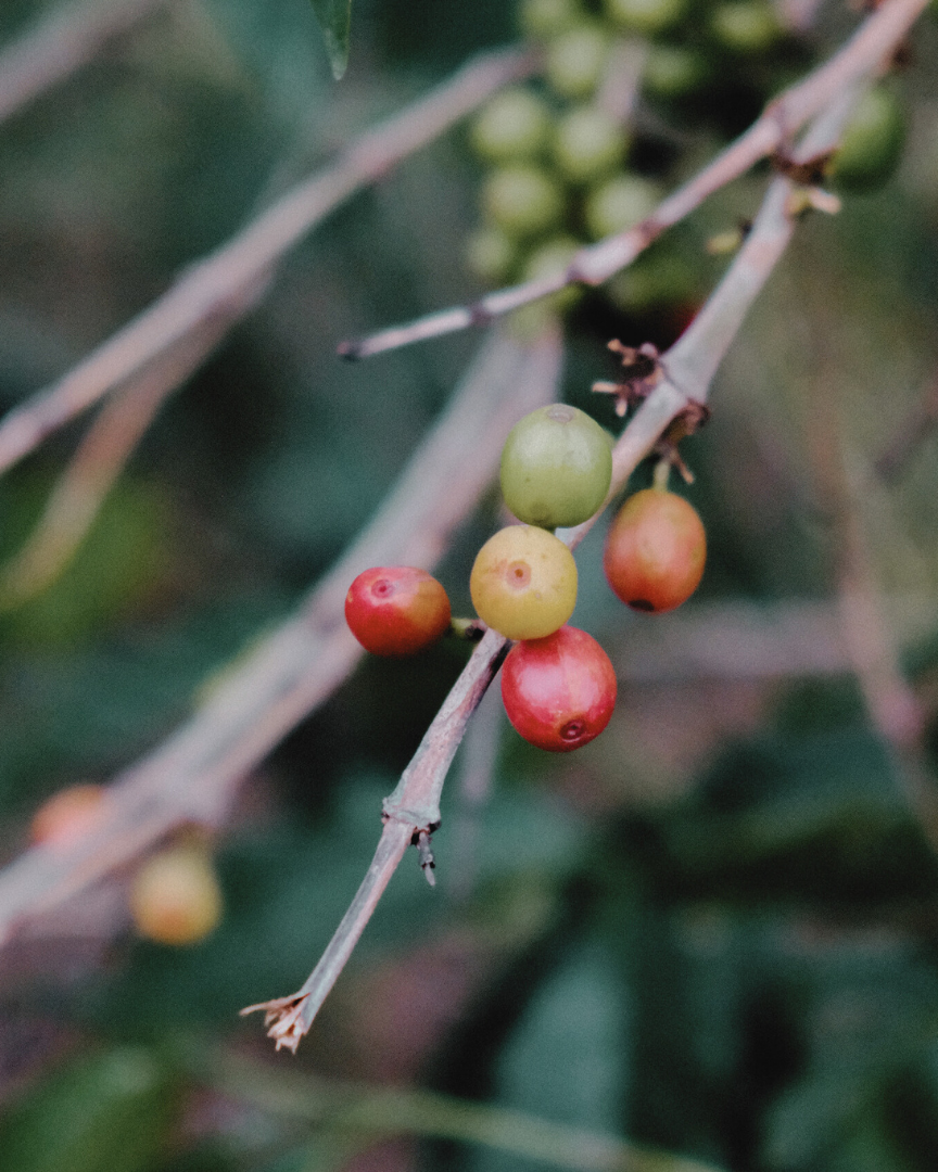 Rwanda Gitega Hills Washed