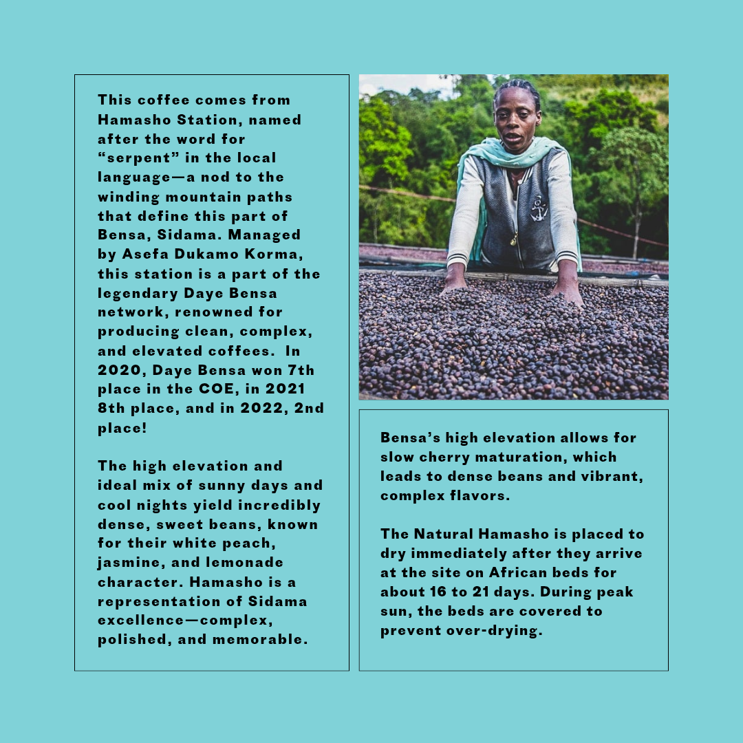 Ethiopia Hamasho Natural