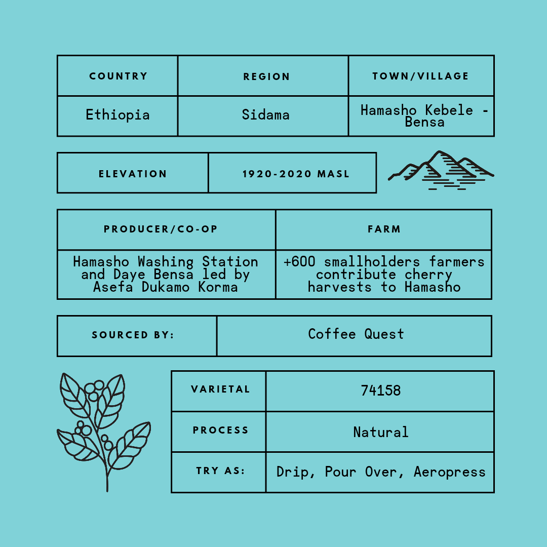 Ethiopia Hamasho Natural