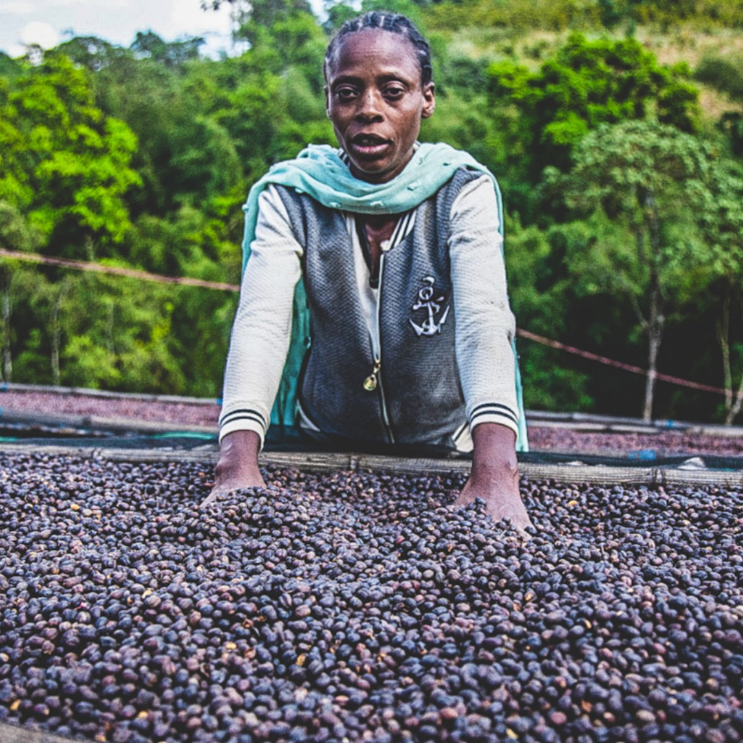 Ethiopia Hamasho Natural