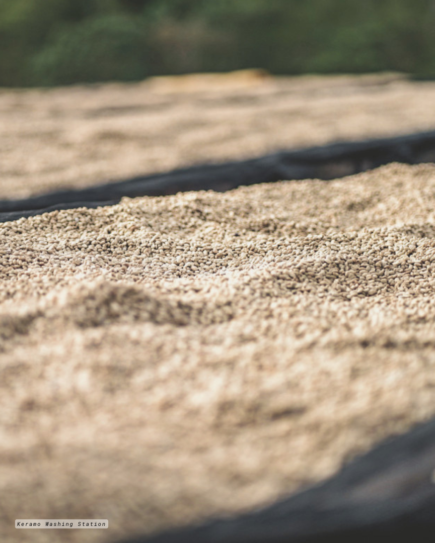Close-up and high depth of field shot of specialty green coffee beans spread on raised drying beds in Bensa, Sidama, Ethiopia.
