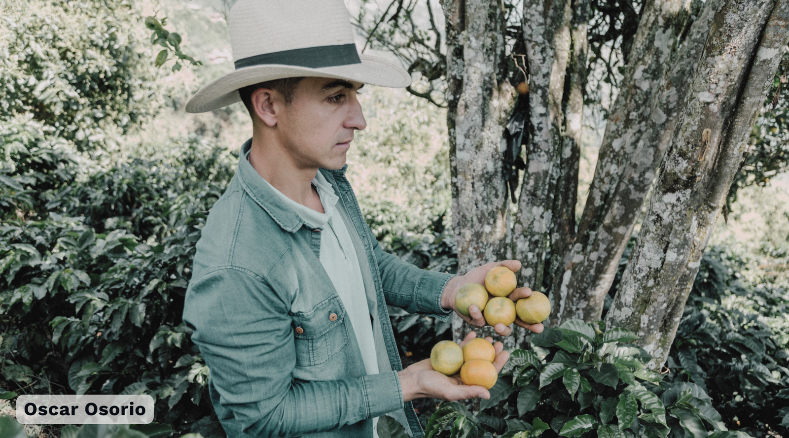 A coffee producer wearing a wide-brimmed hat and a denim jacket stands in a lush, shaded coffee farm holding several yellow fruits near the tree trunk. The text 'Oscar Osorio' appears in the bottom-left corner.