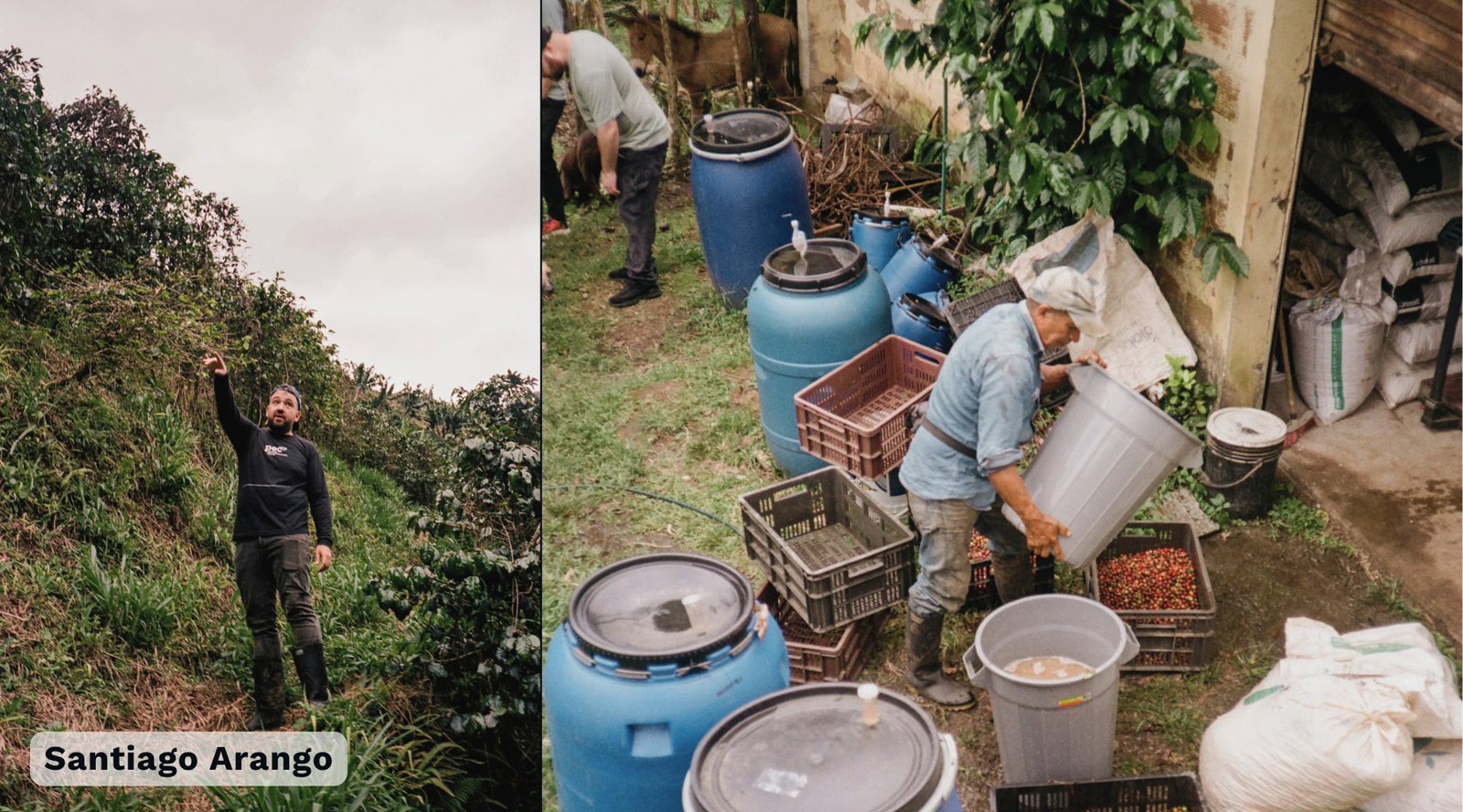 A split-screen photograph showing the Santiago Arango brand in its farm and processing facility. The left panel shows Santiago Arango standing on a steep, green coffee plantation, while the right panel depicts workers pouring coffee cherries from large barrels into crates at a processing shed.