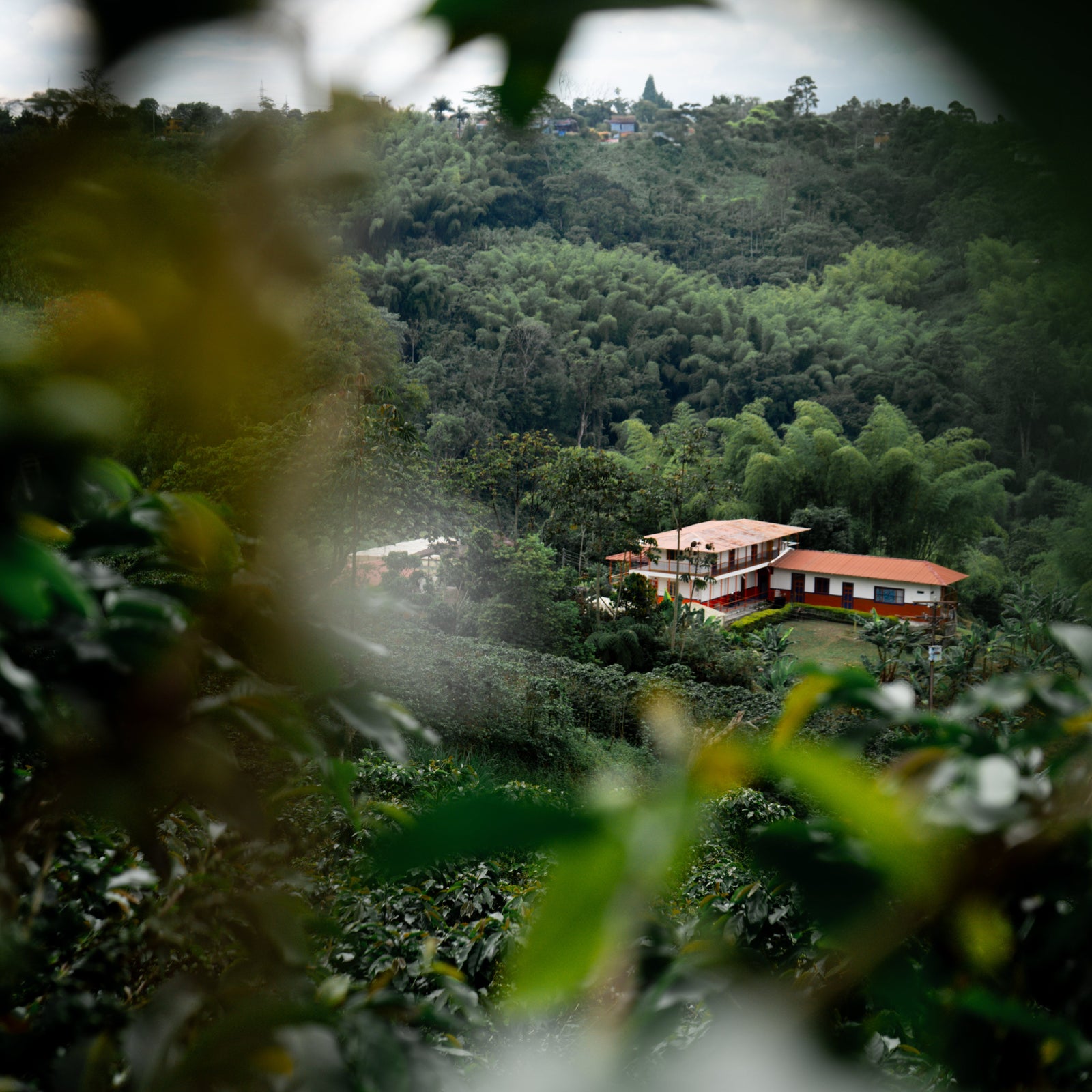 landscape image of Sebastian Ramirez' coffee farm in Quindio, Colombia